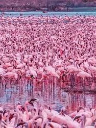 Flocks Of Flamingos with snapshot tours and safaris