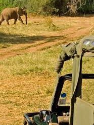 Game Drives with snapshot tours and safaris