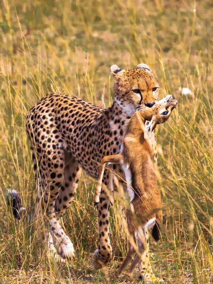 Watch A Cheetah Hunt with snapshot tours and safaris