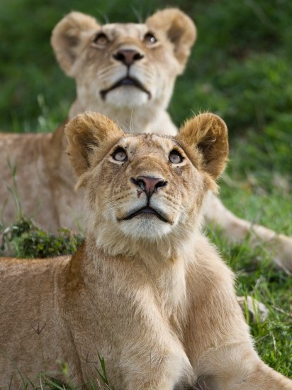 Watch A Pride Of Lions with snapshot tours and safaris