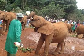 Visit To Elephant & Giraffe Orphanages with snapshot tours and safaris