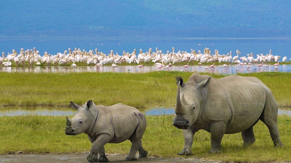 A view of Lake Nakuru National Park