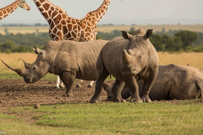 A view of Ol Pejeta Conservancy