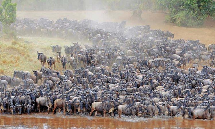 The Wildebeest Migration: Six Fascinating Facts About Wildebeest And Their Annual Migrations