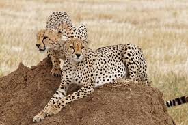 Cheetahs Rock