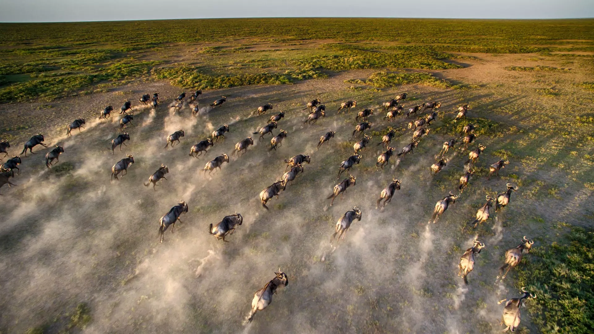 The Wildebeest Migration: Six Fascinating Facts About Wildebeest And Their Annual Migrations