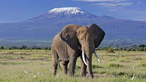 Amboseli