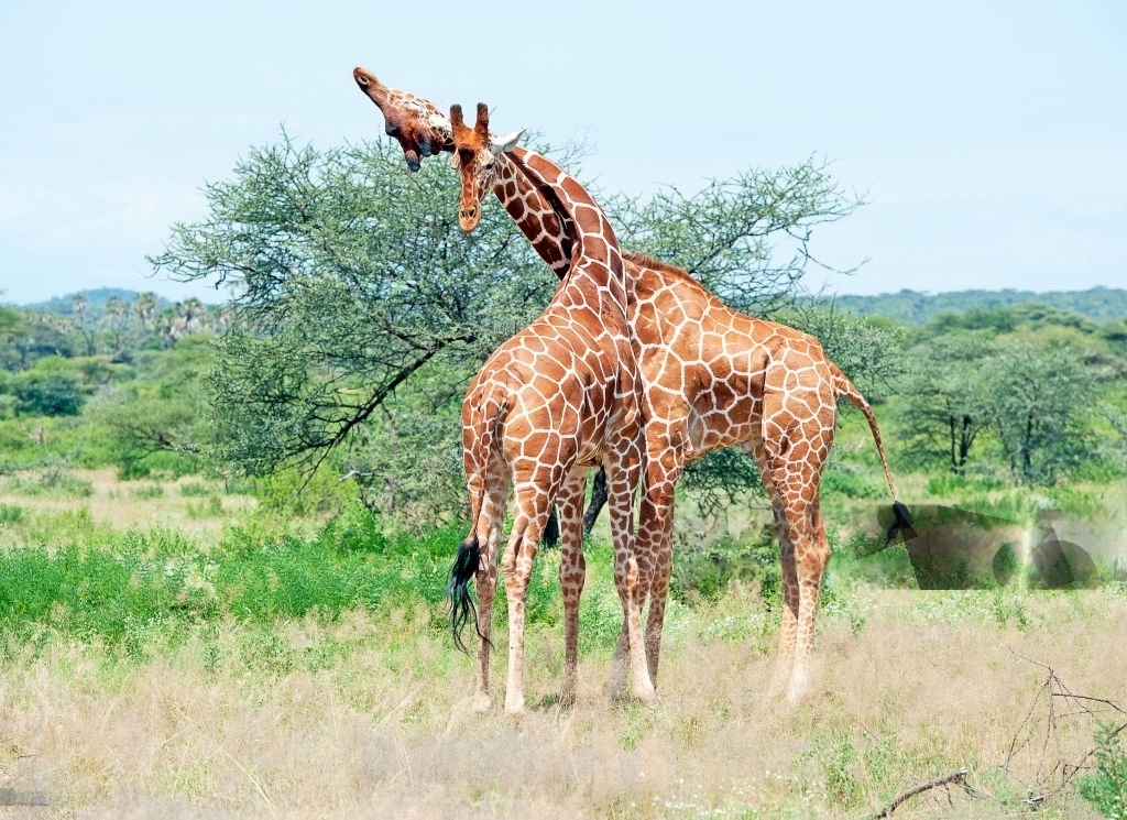 Samburu National Reserve